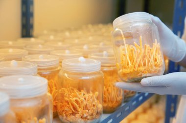 uzman bilim adamı test ve laboratuvarda altın sarısı cordyceps geliştirmek