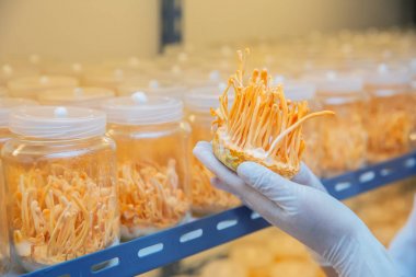 temiz laboratuvar da cordyceps çiftlik çin bitki sağlık fikirleri con