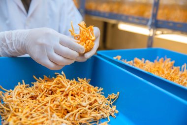temiz laboratuvar da cordyceps çiftlik çin bitki sağlık fikirleri con