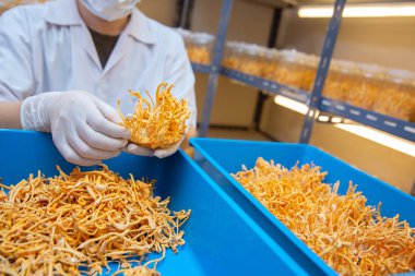 temiz laboratuvar da cordyceps çiftlik çin bitki sağlık fikirleri con