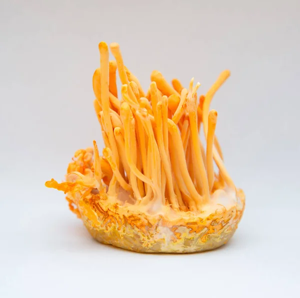 Cordyceps militaris cont de şişe mantar türüdür