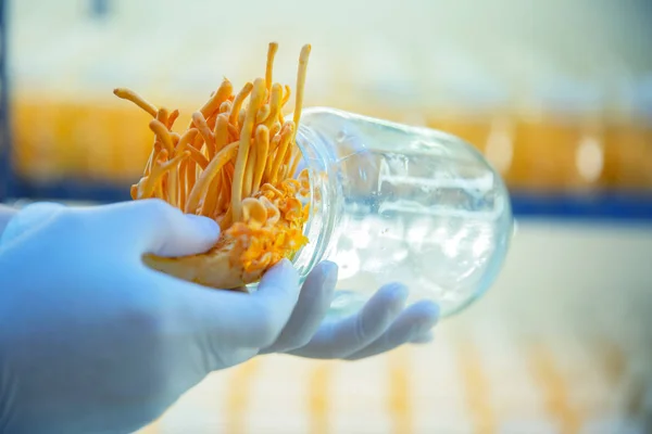 Cordyceps fazenda em laboratório limpo chinês ervas ideias de saúde con — Fotografia de Stock