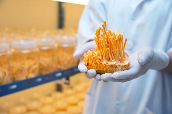 Cordyceps gospodarstwa w czystym laboratorium chiński herb zdrowia pomysłów con — Zdjęcie stockowe