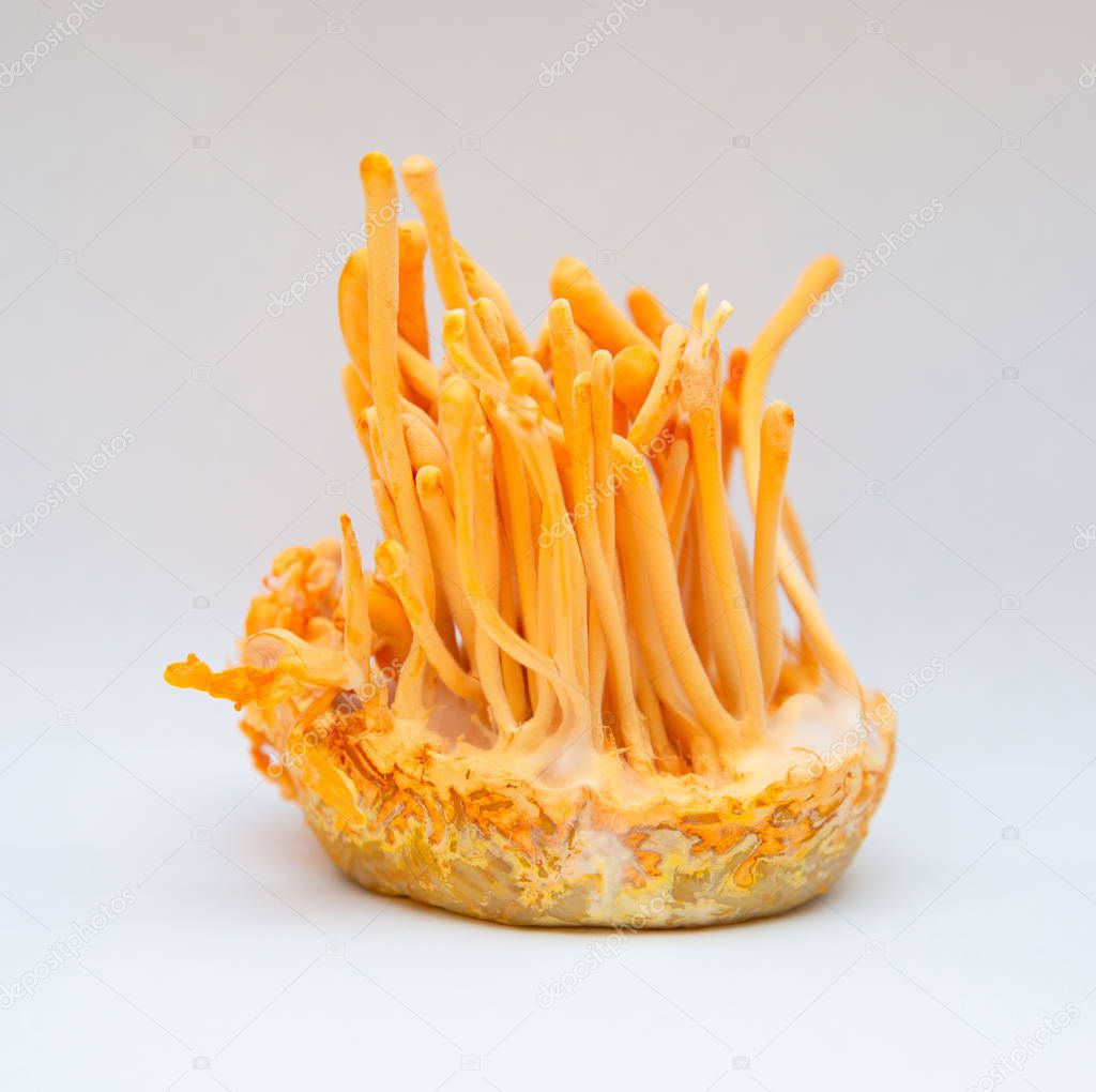 Cordyceps militaris is a species of fungus in the bottle at cont