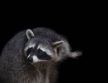 Binturong, Bearcat, Arctictis binturong bl bir şey arıyor