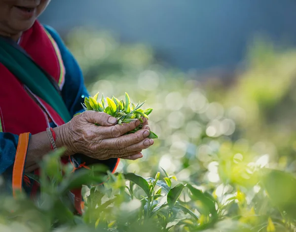 Verse theeblaadjes in de hand van de vrouw, bij Tea Garden — Stockfoto