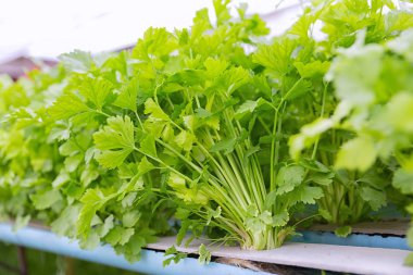 Organik Hidroponik Çin kereviz (Apium graveolens)sebze p