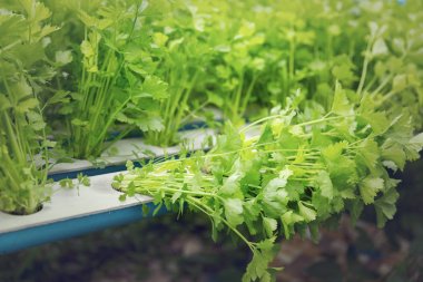 Organik Hydroponic Çin kereviz (Apium graveolens)hydroponics çiftlikte sebze ekimi, Modern çiftlik.