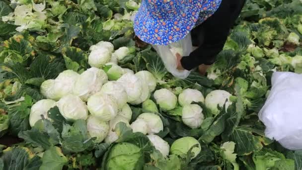 Agricultor Colhendo Repolho Cabeça Fresca Embalagem Por Saco Plástico Nas — Vídeo de Stock