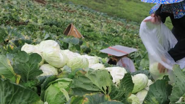 Çiftçi Taze Kafa Lahana Hasat Tayland Kuzeyinde Tarım Arazisi Plastik — Stok video