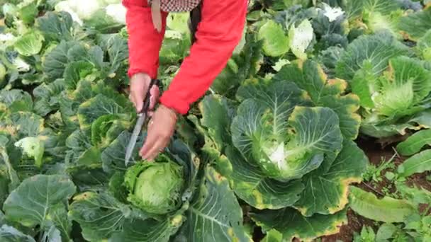 Agricultor Cosechando Repollo Fresco Las Tierras Cultivo Norte Tailandia — Vídeo de stock