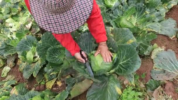 Landwirt Erntet Frischen Kopfkohl Auf Dem Ackerland Norden Thailands — Stockvideo
