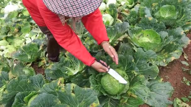 Landwirt Erntet Frischen Kopfkohl Auf Dem Ackerland Norden Thailands — Stockvideo