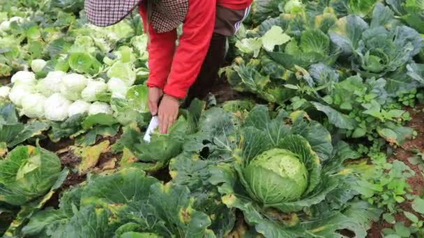 农民在泰国北部的农田里收获新鲜的头白菜 — 图库视频影像