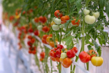 Tarım, şube, kiraz, kırpma, yetiştirilmiş, lezzetli, diyet, 