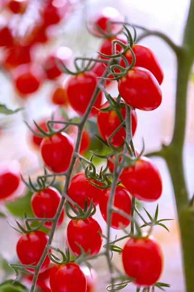 Сельское хозяйство из свежих красных и желтых помидоров — стоковое фото