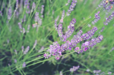 Çiçek bahçesinde lavanta çiçek seçici odak - lavanta f