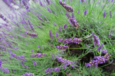 Çiçek bahçesinde lavanta çiçek seçici odak - lavanta f