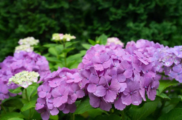 紫色のアジサイの花(アジサイマクロフィラ) — ストック写真