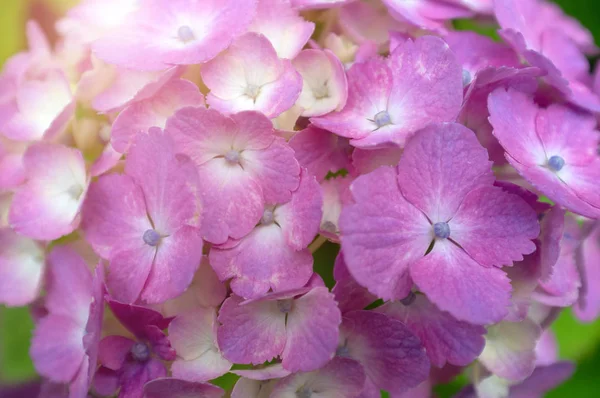 Mor Ortanca çiçek (Ortanca macrophylla) spri çiçeklenme — Stok fotoğraf