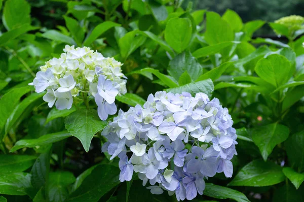 Güzel mavi ortanca veya hortensia çiçek yakın. içinde çiçek — Stok fotoğraf