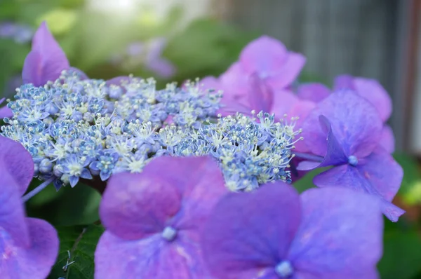 Hermosos arbustos de hortensias serrata flores es una especie de fl —  Fotos de Stock