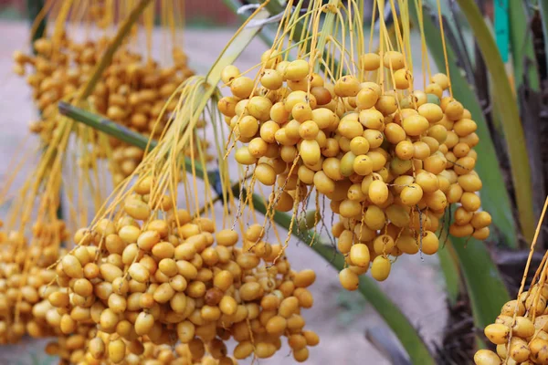 Bouquet of fresh date palm tree (Phoenix dactylifera) on tree in