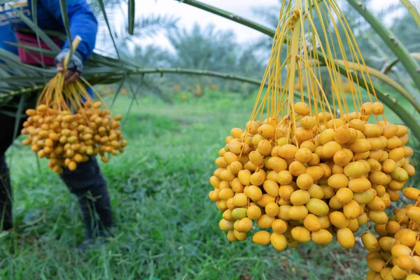 Bouquet of fresh date palm tree (Phoenix dactylifera) on tree in