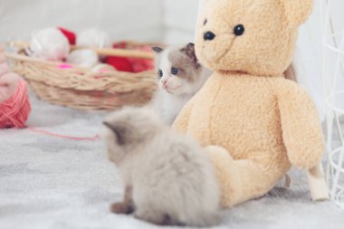 Sevimli kedi yavrusu evde bir şey arıyor.