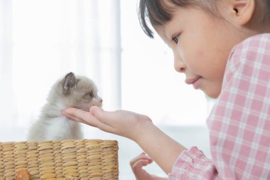 Evde kedi ile oynayan küçük kız, arkadaş gemi kavramı.