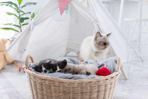 Group of kitten sleep in the wooden basket with her mother at be