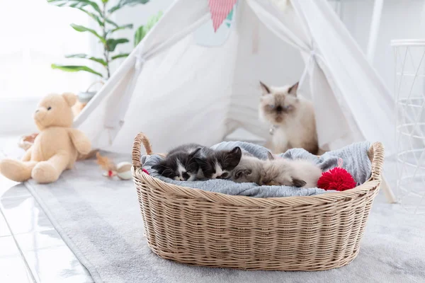 Gruppe von Kätzchen schläft im Holzkorb bei ihrer Mutter — Stockfoto