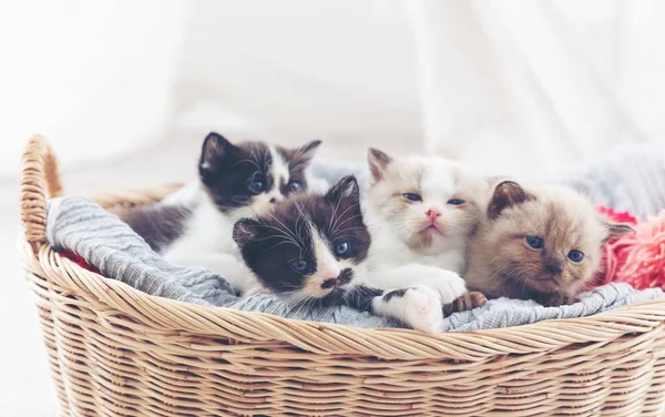 Group persian kittens sleep on basket. — Stock Photo, Image