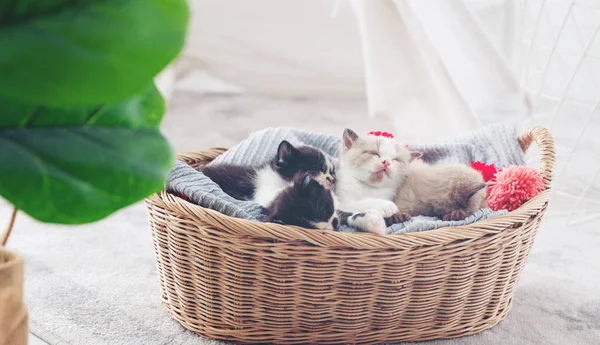 Grupo de gatito dormir en la cesta de madera con su madre en ser —  Fotos de Stock