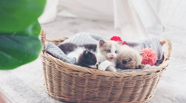 Group of kitten sleep in the wooden basket