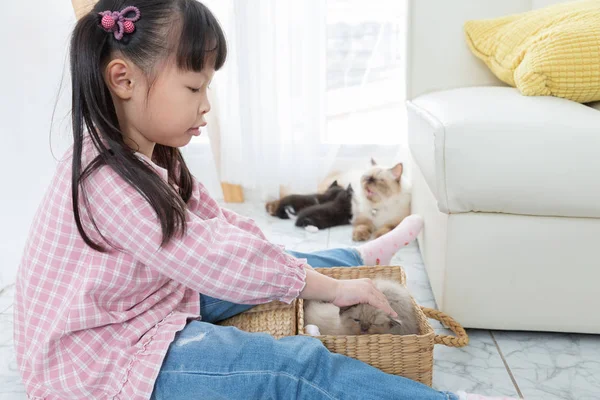Menina brincando com gato em casa, conceito de navio amigo . — Fotografia de Stock