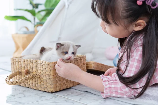 Menina brincando com gato em casa, conceito de navio amigo . — Fotografia de Stock