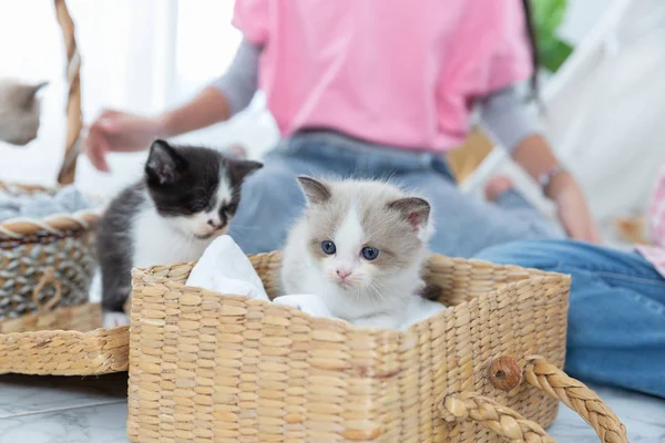 Niña jugando con el gato en la cesta de madera en casa, amigo —  Fotos de Stock
