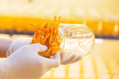 Cordyceps farm Owner checking quality of Cordyceps militaris (Chinese Herbs) fully grown and  ready to harvest in glass bottle on the shelf.Food industry and herbe. clipart