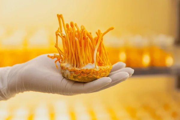 Beispiel Für Cordyceps Militaris Chinesische Kräuter Problem Wachstumsprozess Ist Weißer — Stockfoto