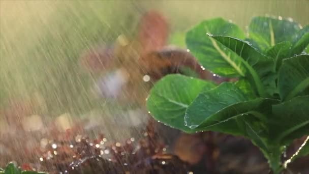 Pulverização Água Estufa Salada Alface Romaine Verde Vermelha Hidropônica Vegetal — Vídeo de Stock