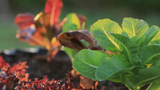 Salada Alface Romaine Hidropônica Vegetal Fazenda Orgânica Com Luz Suave — Vídeo de Stock