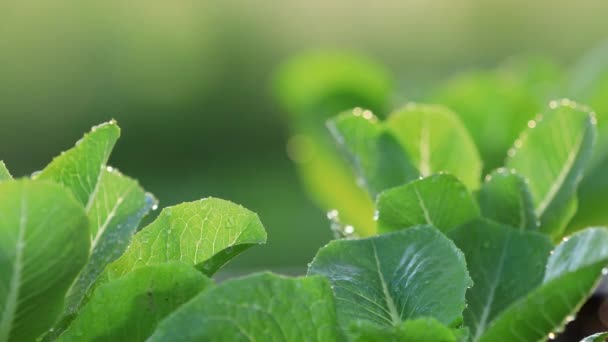 Salada Alface Romaine Hidropônica Vegetal Fazenda Orgânica Com Luz Suave — Vídeo de Stock