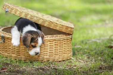 Beagle Puppy yeşil arka planda çimenli alanda ahşap sepetin içinde oynuyor..