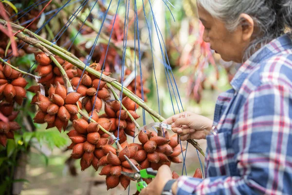 Senior Owner Asia Woman Check Tag Date Harvest Sala Zalacca — Foto de Stock