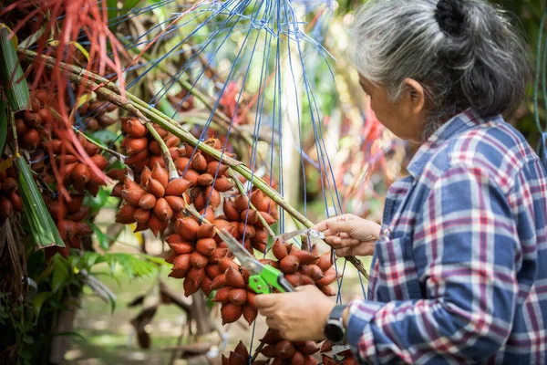 Senior Owner Asia Woman Check Tag Date Harvest Sala Zalacca — Foto de Stock