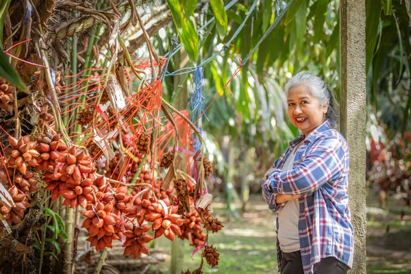 Propietaria Principal Mujer Asia Con Jardín Sala Zalacca Fruta Agridulce — Foto de Stock