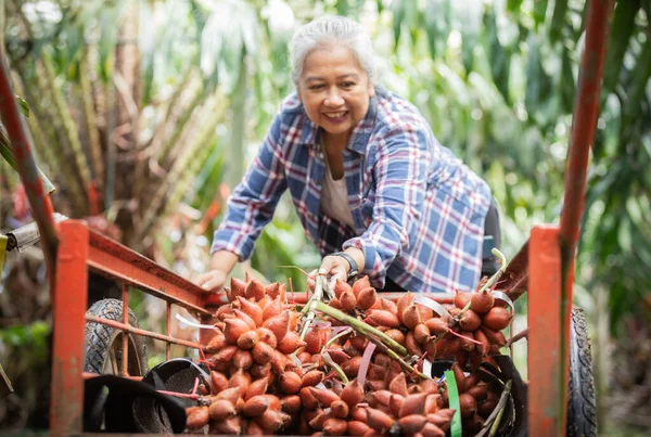 Senior Eigenaar Asia Vrouw Met Tuin Van Sala Zalacca Zoet — Stockfoto