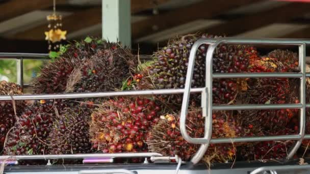 Cosecha Productos Palma Completamente Maduros Camión Para Venta Jardín — Vídeo de stock