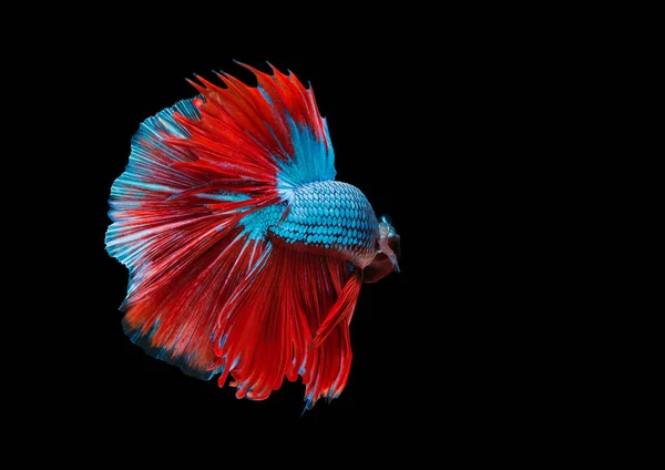 Coloratissimi Pesci Betta Pesci Combattenti Siamesi Movimento Isolati Fondo Nero — Foto Stock